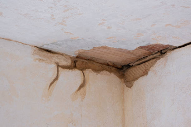 Best Water damage contractors near me  in Owosso, MI
